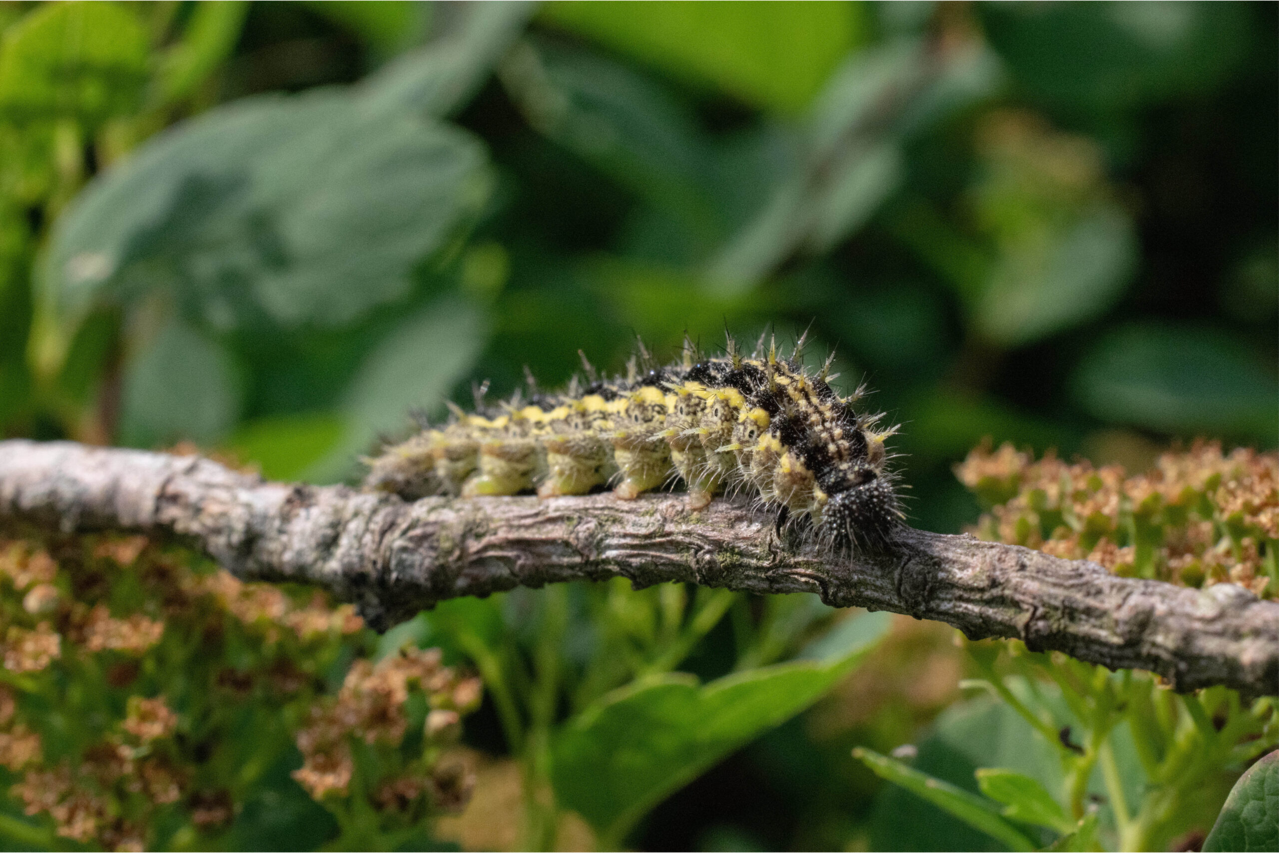 Oak processionary moth: which PPE is required for safe removal?